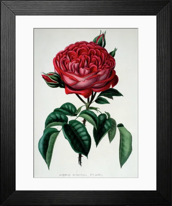 Framed Print : Hybrid Perpetual, Dr. Marx from Beauties of the Rose 1850 Henry Curtis (19th C. / British) Newberry Library, Chicago Framed Print : Hybrid Perpetual, Dr. Marx from Beauties of the Rose 1850 Henry Curtis (19th C. / British) Newberry Library, Chicago