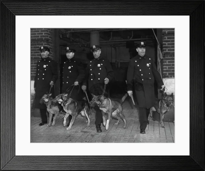 Framed Print : Dogs (Police) - Overseas - English Police Dogs - Police (See: Separate File For: Australian Police Dogs) Framed Print : Dogs (Police) - Overseas - English Police Dogs - Police (See: Separate File For: Australian Police Dogs)