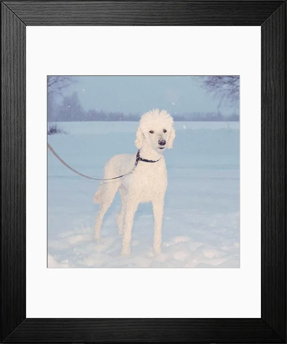 Framed Print : Portrait of poodle standing in snowy field Framed Print : Portrait of poodle standing in snowy field