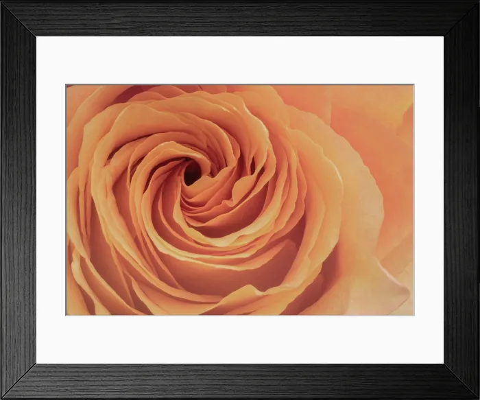 Framed Print : Orange rose blooming in spring garden Framed Print : Orange rose blooming in spring garden