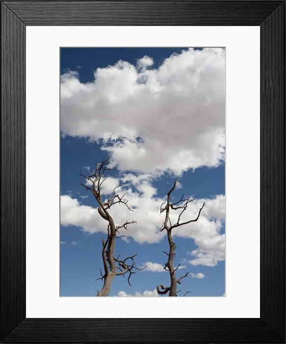 Framed Print : Dead Trees Against Blue Sky and Clouds, Moab, Utah, USA Framed Print : Dead Trees Against Blue Sky and Clouds, Moab, Utah, USA