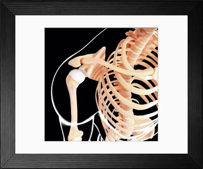 Framed Print : Human skeleton, computer artwork