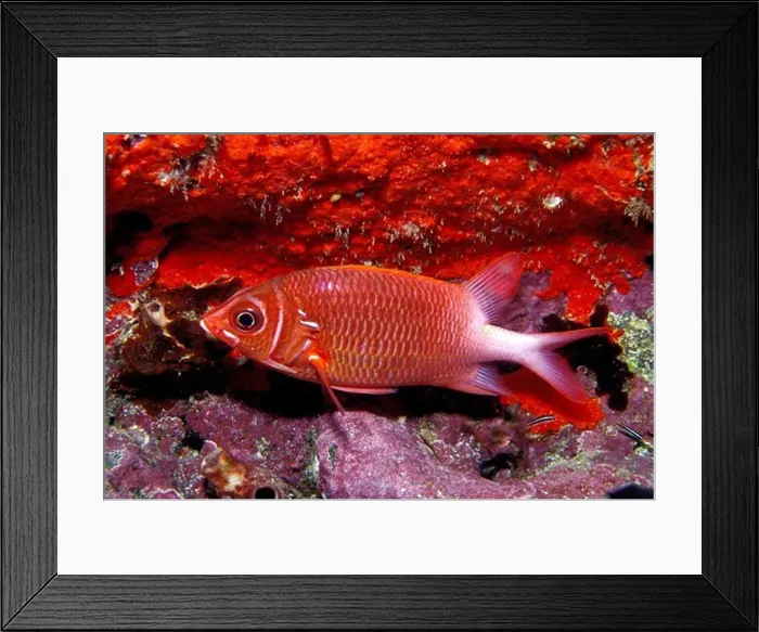 Framed Print : Pacific Ocean, Fiji, Tailspot squirrelfish, Sargocentron caudimaculatum Framed Print : Pacific Ocean, Fiji, Tailspot squirrelfish, Sargocentron caudimaculatum