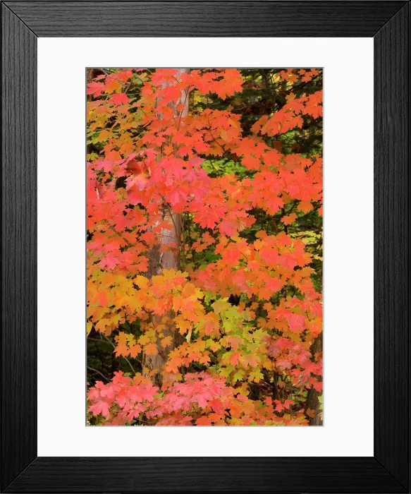 Framed Print : Colorful maple trees turn red in autumn in the Keweenaw Penninsula of the UP of Michigan Framed Print : Colorful maple trees turn red in autumn in the Keweenaw Penninsula of the UP of Michigan