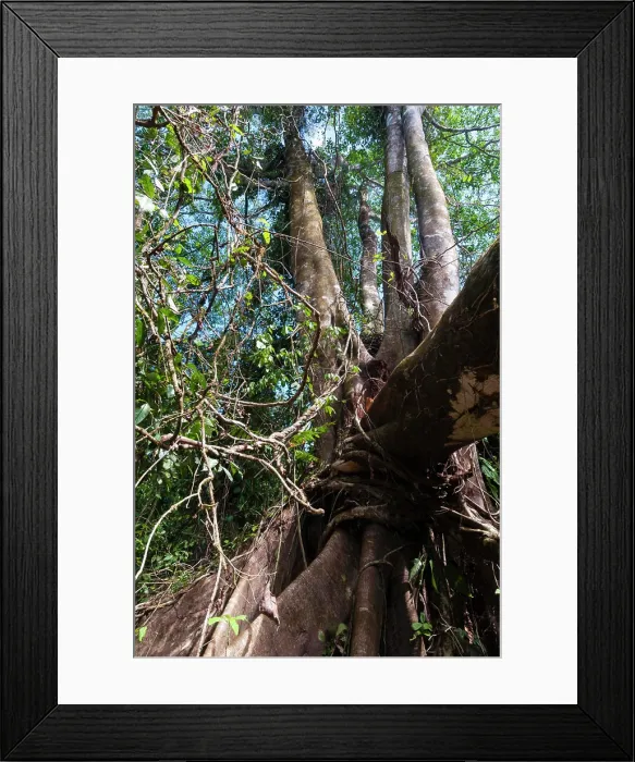 Framed Print : Corcovado National Park, Osa peninsula, Costa Rica Framed Print : Corcovado National Park, Osa peninsula, Costa Rica