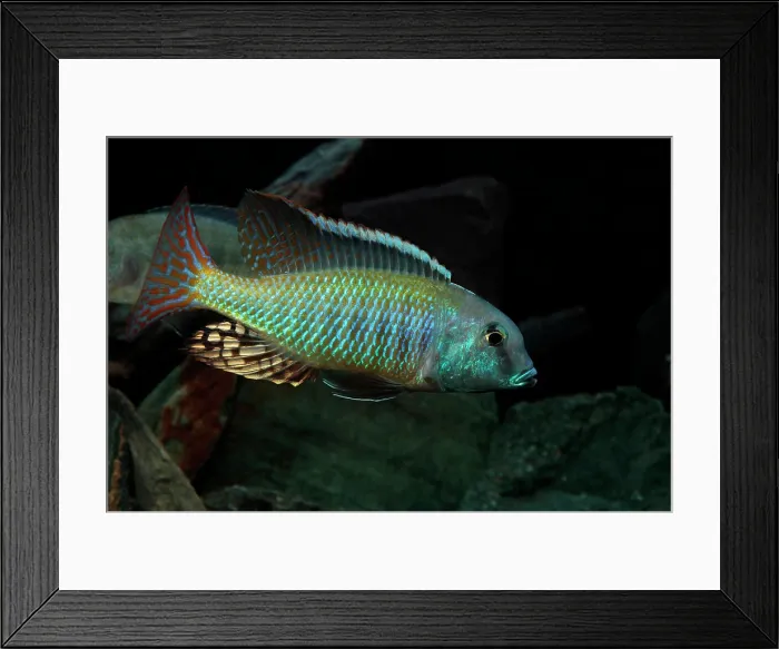 Framed Print : Lethrinops albus Kande Island male in aquarium Framed Print : Lethrinops albus Kande Island male in aquarium