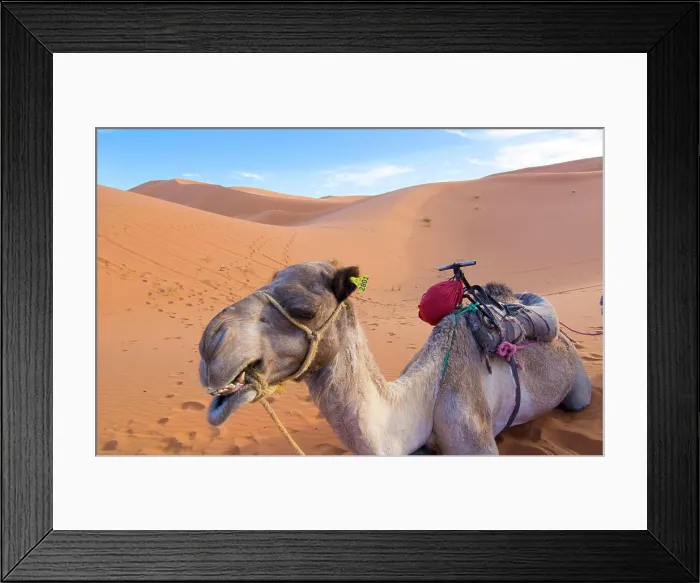 Framed Print : Morocco Sahara Desert sand dunes close up of camel for rides in Las Palmeras area on peaks and sand Framed Print : Morocco Sahara Desert sand dunes close up of camel for rides in Las Palmeras area on peaks and sand