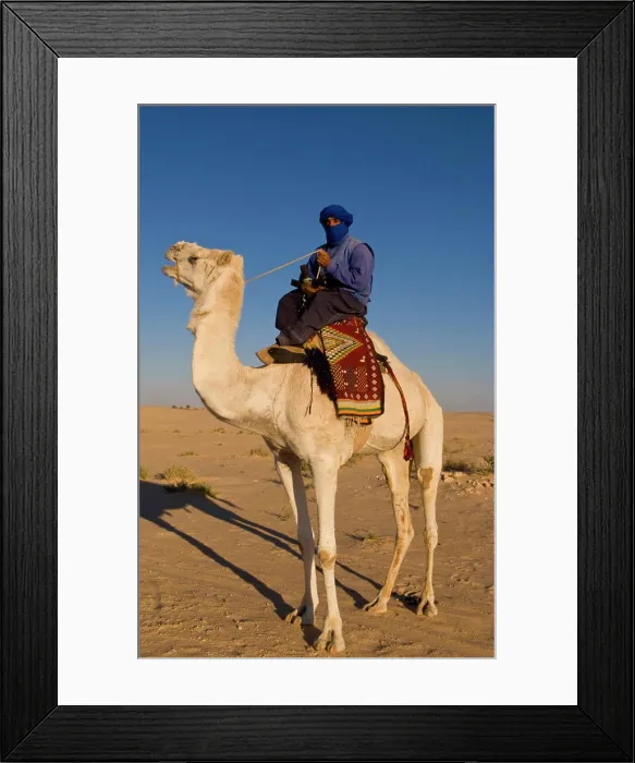 Framed Print : Local Bedouin man on camel ride in Douz in Sahara Desert in Tunisia Africa Framed Print : Local Bedouin man on camel ride in Douz in Sahara Desert in Tunisia Africa
