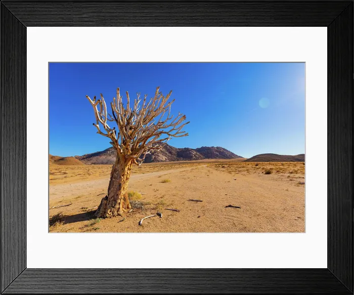 Framed Print : Ancient Quiver Tree succulents in the Richtersveld National Park Ancient Quiver Tree succulents in the Richtersveld