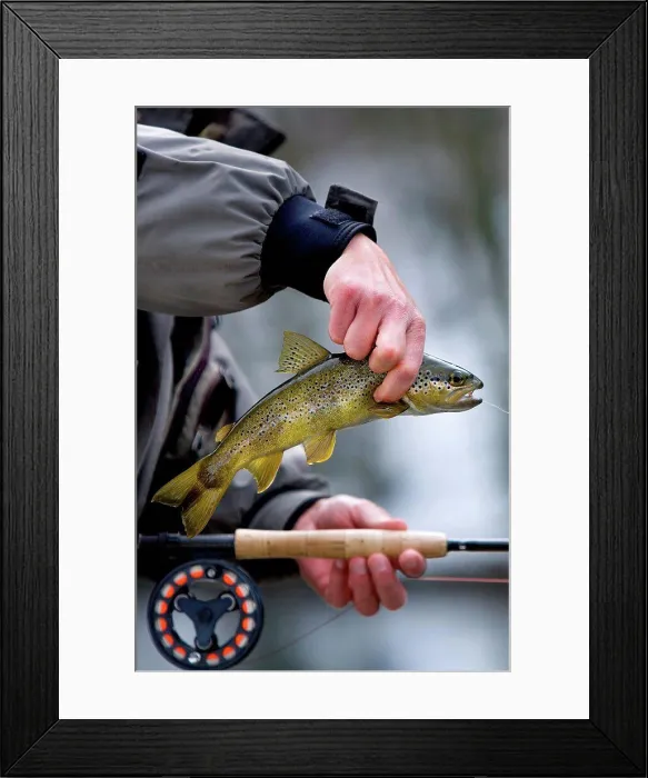 Framed Print : Brown trout taken on dry fly in early spring France