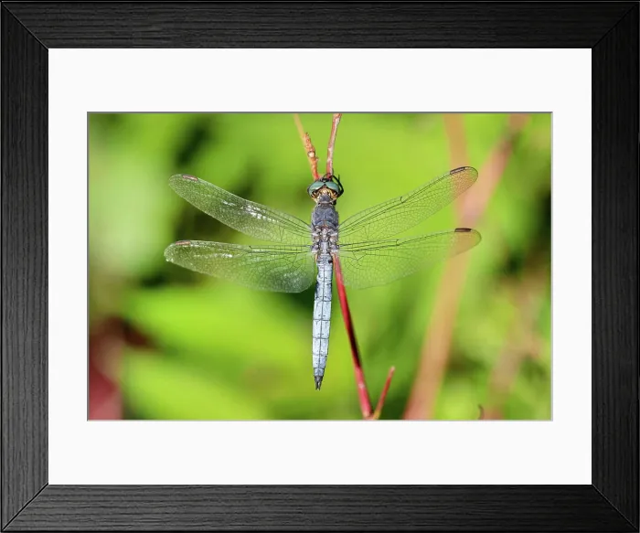 Framed Print : Gekielter Blaupfeil, Kleiner Blaupfeil Orthetrum coerulescens Framed Print : Gekielter Blaupfeil, Kleiner Blaupfeil Orthetrum coerulescens