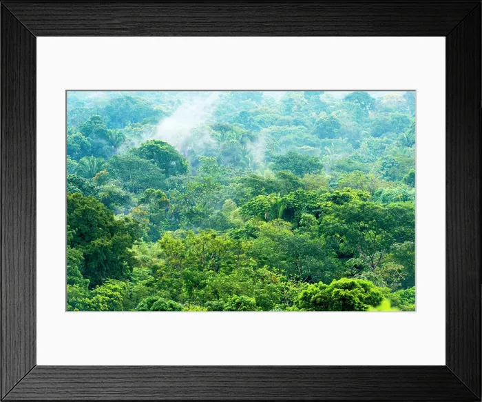 Framed Print : Mexico Jungle Landscape Jungle landscape scenic in Chiapas, Mexico Copyright: xZoonar.com / TimxHesterx 11761272 Framed Print : Mexico Jungle Landscape Jungle landscape scenic in Chiapas, Mexico Copyright: xZoonar.com / TimxHesterx 11761272