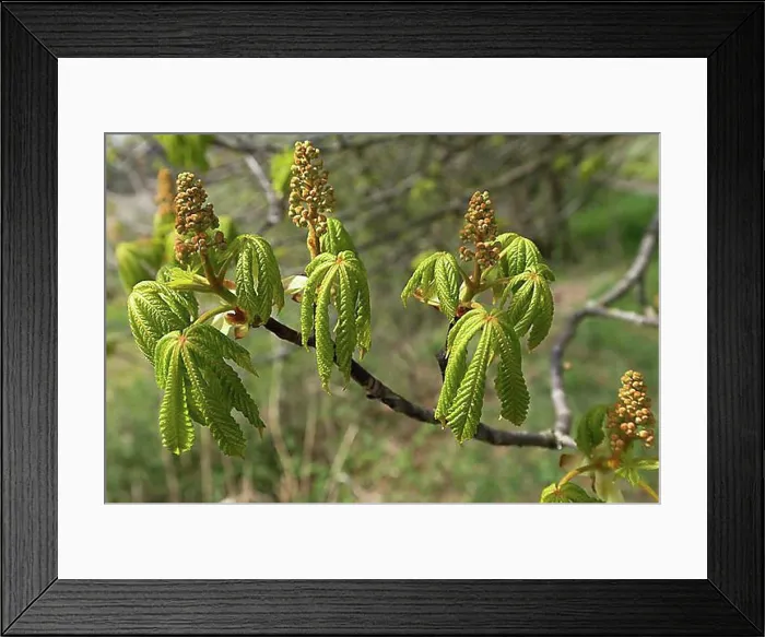 Framed Print : Flowers and leaves of a horse chestnut (Aesculus hippocastanum), Bavaria, Germany, Europe