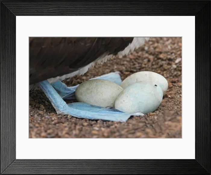 Framed Print : Blue-footed booby eggs in shallow nest, Ecuador, Floreana Island, Galapagos Isalnds Framed Print : Blue-footed booby eggs in shallow nest, Ecuador, Floreana Island, Galapagos Isalnds