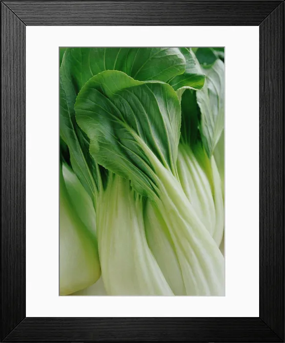 Framed Print : Brassica chinensis, Pak choi Framed Print : Brassica chinensis, Pak choi