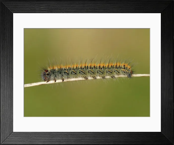Framed Print : Grass Eggar (Lasiocampa trifolii) caterpillar Framed Print : Grass Eggar (Lasiocampa trifolii) caterpillar