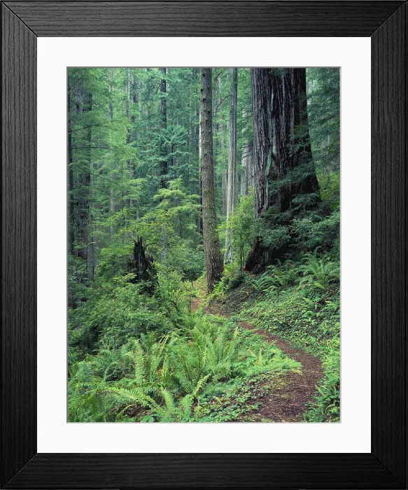 Framed Print : California, Prarie Creek Redwood State Park forest and Rhododendron Trail