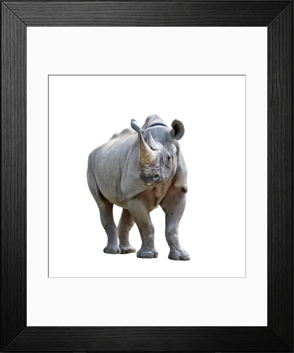 Framed Print : black rhinoceros on white background black rhinoceros isolated on white background Copyright: xZoonar Framed Print : black rhinoceros on white background black rhinoceros isolated on white background Copyright: xZoonar