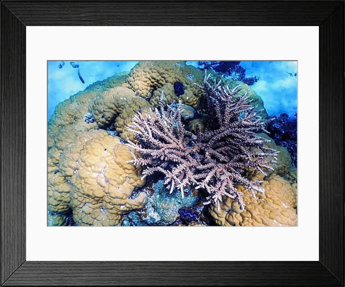 Framed Print : Underwater view of the coral reef, Tropical waters, Marine life Framed Print : Underwater view of the coral reef, Tropical waters, Marine life