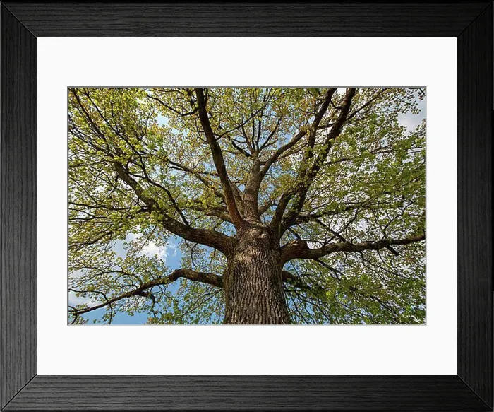 Framed Print : Tree crown of a English oak (Quercus robur) with the first leaves in spring, Styria, Austria, Europe