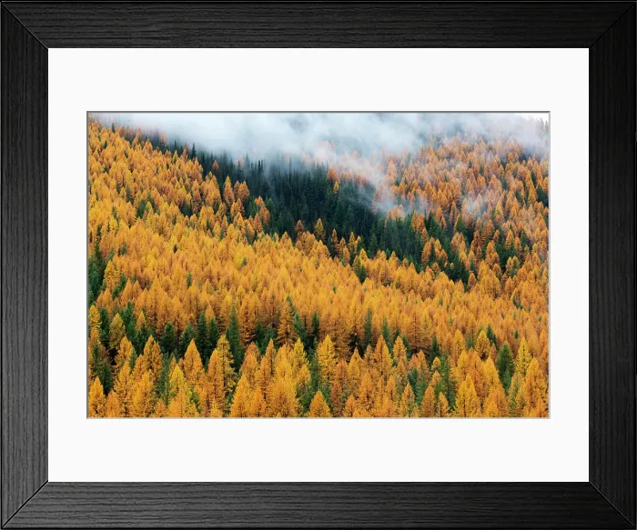Framed Print : Montana, Lolo National Forest, golden larch trees in fog Framed Print : Montana, Lolo National Forest, golden larch trees in fog