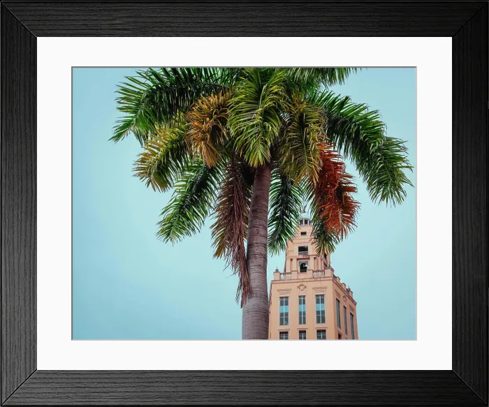Framed Print : palm tree in the city building downtown coral gables