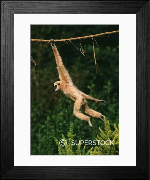 Framed Print : White-Handed Gibbon, hylobates lar, Moving, hanging from Liana