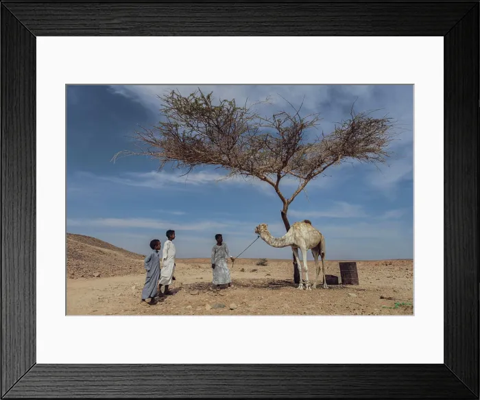 Framed Print : Marsa alam, egypt 9 february 2025 Framed Print : Marsa alam, egypt 9 february 2025
