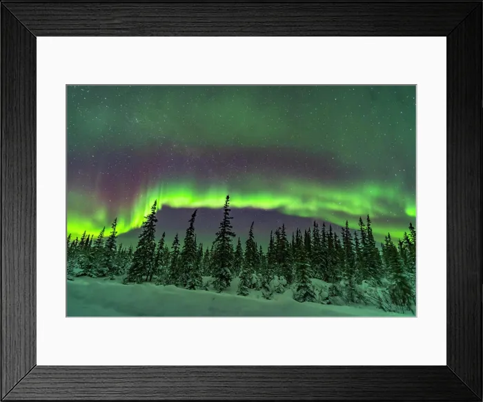 Framed Print : Aurora over snowy trees of the northern boreal forest in Canada
