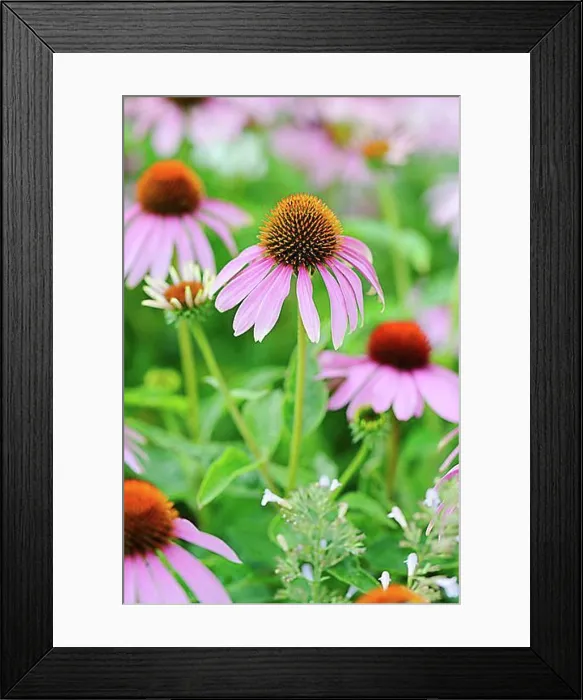 Framed Print : Eastern Purple Coneflower (Echinacea purpurea)