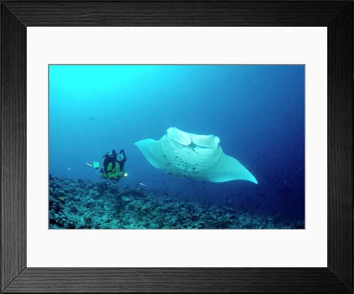 Framed Print : Manta ray and scuba diver, Manta birostris, Maldives Island, Indian Ocean, Ari Atol Framed Print : Manta ray and scuba diver, Manta birostris, Maldives Island, Indian Ocean, Ari Atol