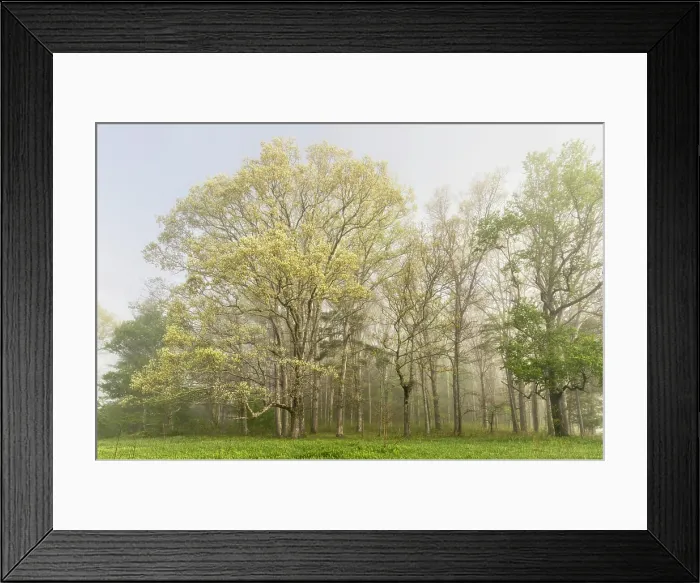 Framed Print : Trees on foggy morning along Sparks Lane, Cades Cove, Great Smoky Mountains National Park, Tennessee Framed Print : Trees on foggy morning along Sparks Lane, Cades Cove, Great Smoky Mountains National Park, Tennessee