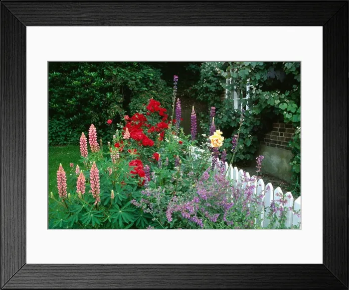 Framed Print : Pink lupins and red roses against white picket fence in country garden in summer
