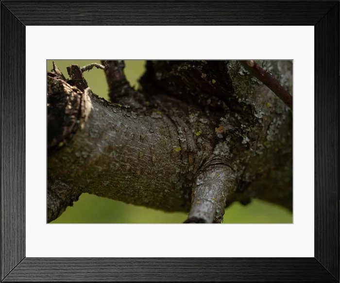 Framed Print : Macro detail of a cut sprig with blurred background Framed Print : Macro detail of a cut sprig with blurred background