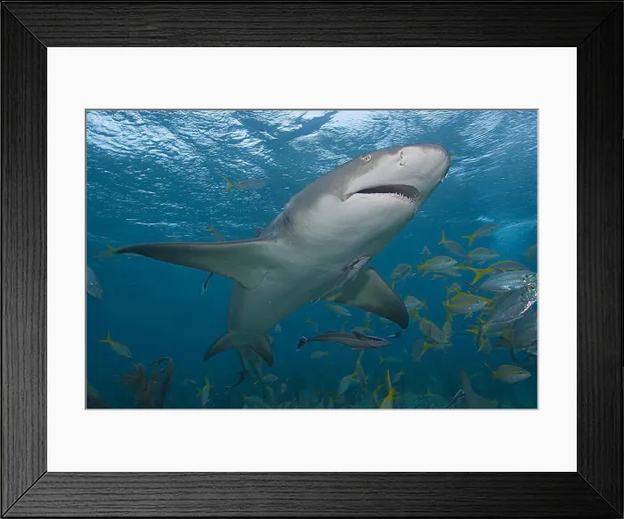 Framed Print : Caribbean, Bahamas, Little Bahama Bank, Lemon Shark Negaprion brevirostris with fish and remora