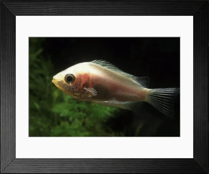 Framed Print : Kissing gourami suffering from tuberculosis Framed Print : Kissing gourami suffering from tuberculosis