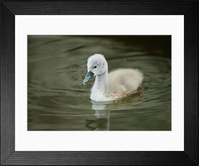 Framed Print : Mute swan (Cygnus olor) chick swimming on a lake, Bavaria, Germany, Europe Framed Print : Mute swan (Cygnus olor) chick swimming on a lake, Bavaria, Germany, Europe
