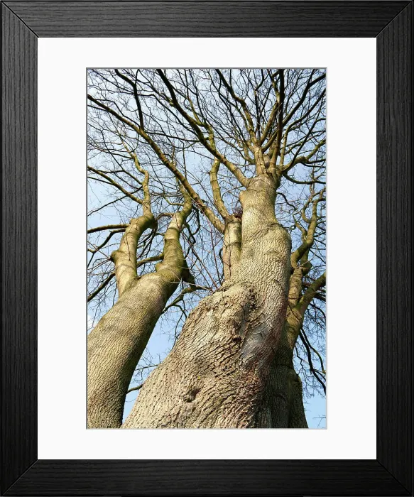 Framed Print : winterliche Blutbuche winterly copper beech in worm s-eye view Copyright: xZoonar.com / angetax 4364014 Framed Print : winterliche Blutbuche winterly copper beech in worm s-eye view Copyright: xZoonar.com / angetax 4364014