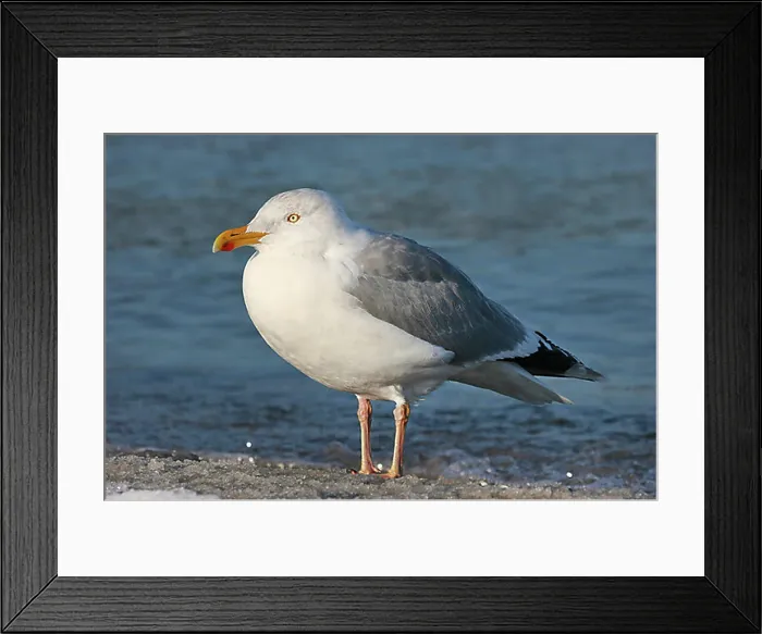 Framed Print : Herring Gull (Larus argentatus), Mecklenburg-Western Pomerania, Germany, Europe