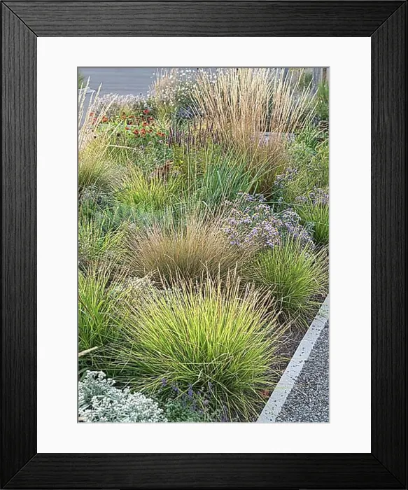 Framed Print : Autumn crested wheatgrass (Sesleria autumnalis), (Calamagrostis x acutiflora Waldenbuch') Framed Print : Autumn crested wheatgrass (Sesleria autumnalis), (Calamagrostis x acutiflora Waldenbuch')