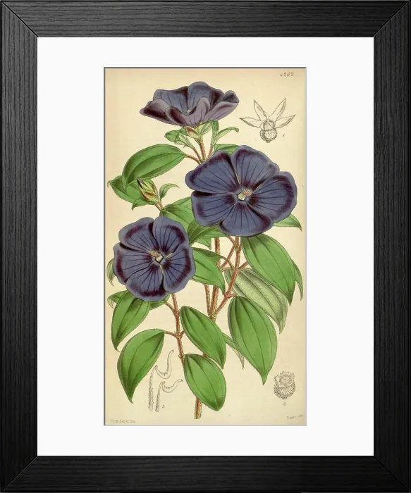 Framed Print : Botanical Print by Walter Hood Fitch 1817 - 1892 Framed Print : Botanical Print by Walter Hood Fitch 1817 - 1892