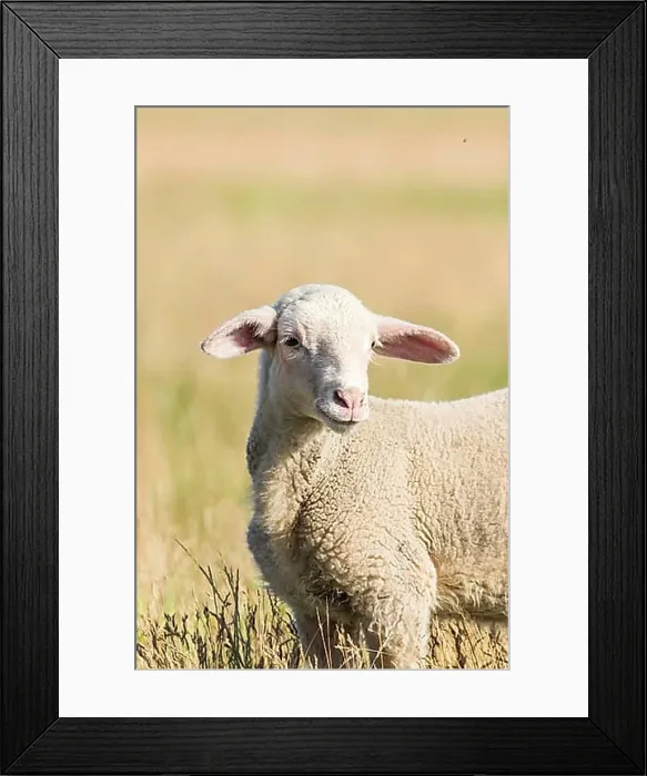 Framed Print : Lamb Grazes in a Meadow, Lamb in a field Framed Print : Lamb Grazes in a Meadow, Lamb in a field