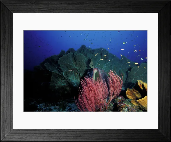 Framed Print : Indonesia, Papua (formerly Irian), Misool, coral reefs Framed Print : Indonesia, Papua (formerly Irian), Misool, coral reefs