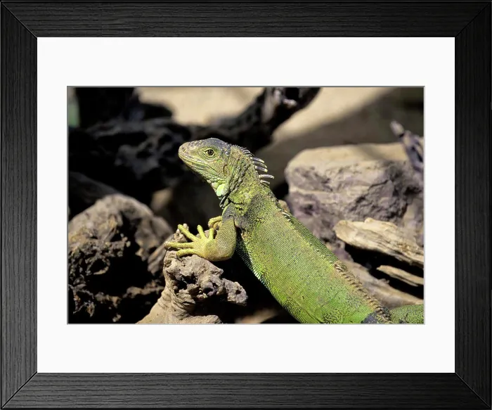 Framed Print : MEXICO, BAJA CALIFORNIA, LA PAZ, SERPENTARIUM, IGUANA Framed Print : MEXICO, BAJA CALIFORNIA, LA PAZ, SERPENTARIUM, IGUANA