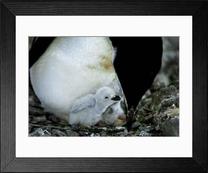 Framed Print : ANTARCTICA, CHINSTRAP PENGUIN COLONY AT PARADISE BAY Framed Print : ANTARCTICA, CHINSTRAP PENGUIN COLONY AT PARADISE BAY