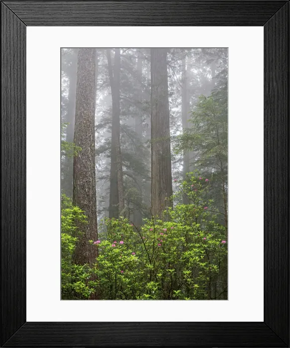 Framed Print : California, Del Norte Coast Redwoods State Park, redwood trees with rhododendrons Framed Print : California, Del Norte Coast Redwoods State Park, redwood trees with rhododendrons
