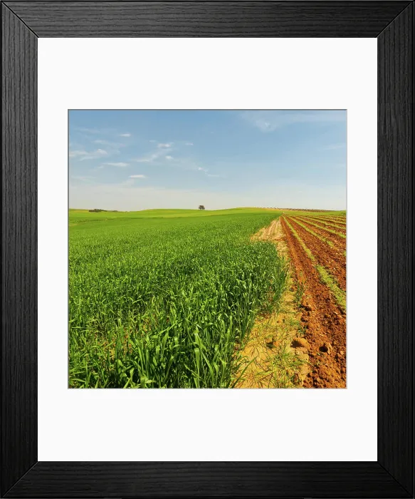 Framed Print : Field in Israel Green Field in Israel at Spring Copyright: xZoonar.com / gkunax 9342654 Framed Print : Field in Israel Green Field in Israel at Spring Copyright: xZoonar.com / gkunax 9342654