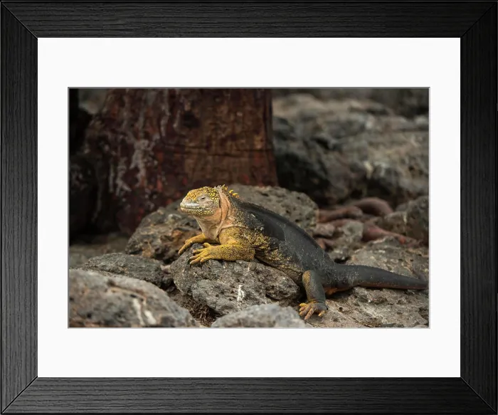 Framed Print : Galapagos Land Iguana (Conolophus subcristatus) South Plaza Island, Galapagos Islands, Ecuador Framed Print : Galapagos Land Iguana (Conolophus subcristatus) South Plaza Island, Galapagos Islands, Ecuador