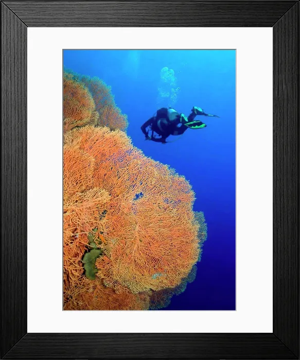 Framed Print : Giant Gorgonian, Sea Fan, Sea Whips, Coral Reef, Red Sea, Egypt, Africa Framed Print : Giant Gorgonian, Sea Fan, Sea Whips, Coral Reef, Red Sea, Egypt, Africa