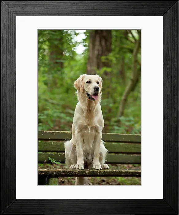 Framed Print : Golden Retriever sitting on a bench Framed Print : Golden Retriever sitting on a bench